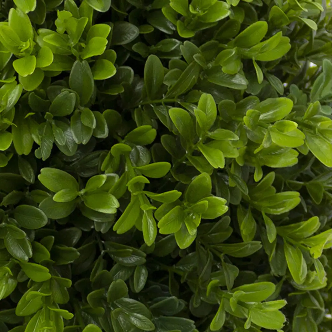 Close-up of lush green garden cress leaves