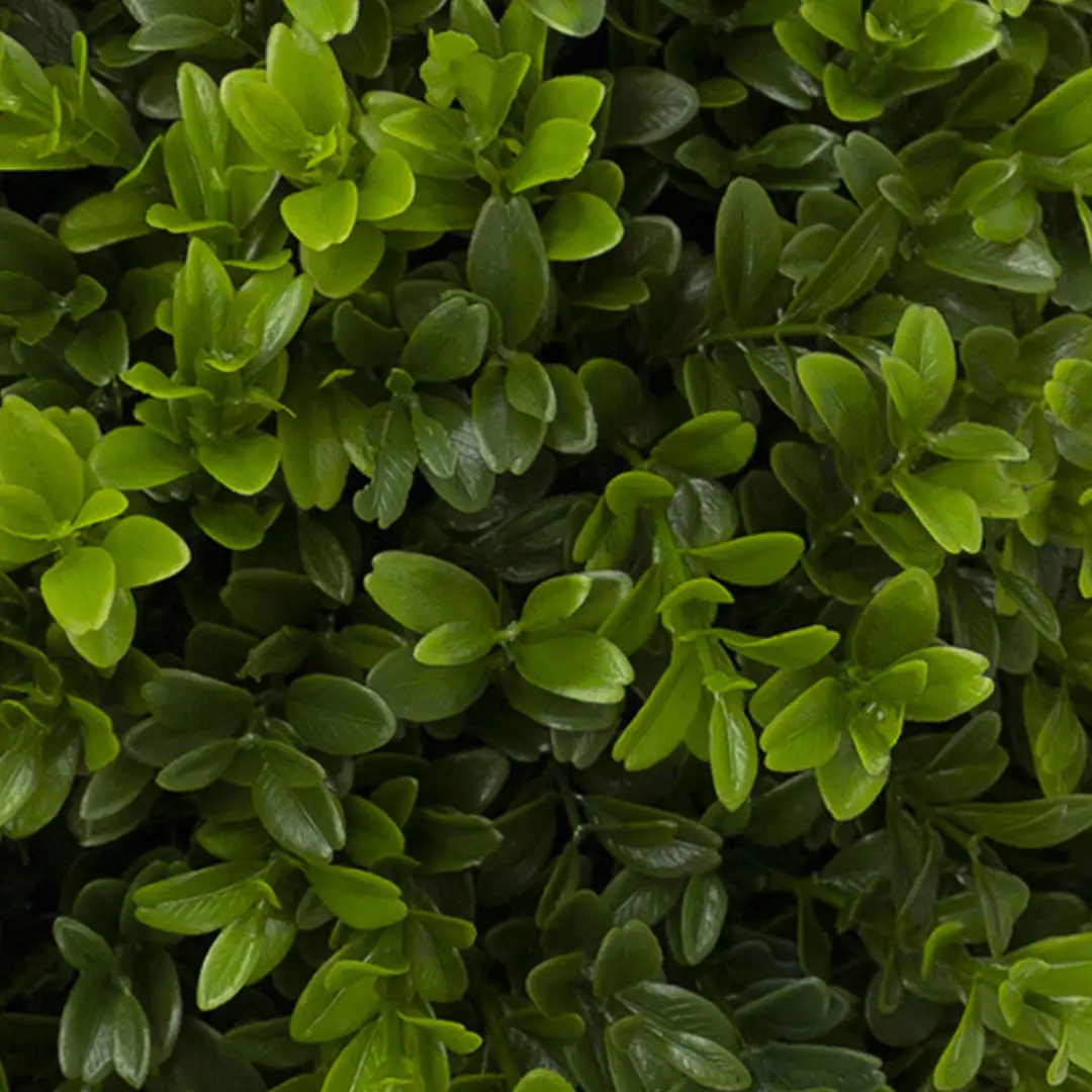 Dense, vibrant green shrub foliage close-up