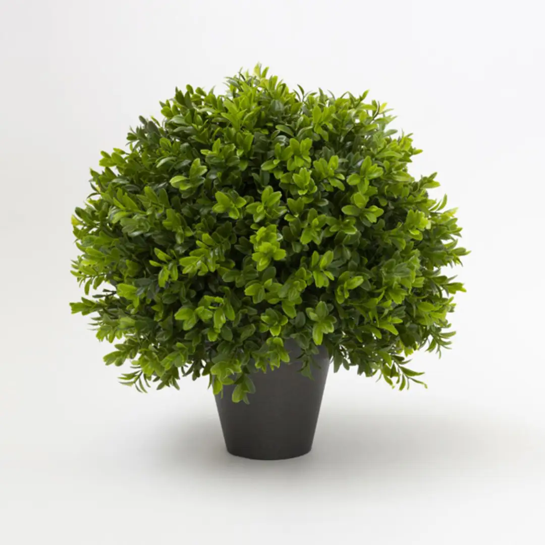 Lush green potted plant on white background