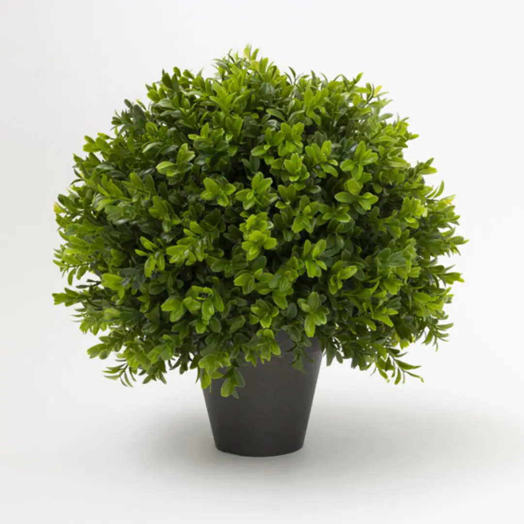 Lush green potted plant on white background