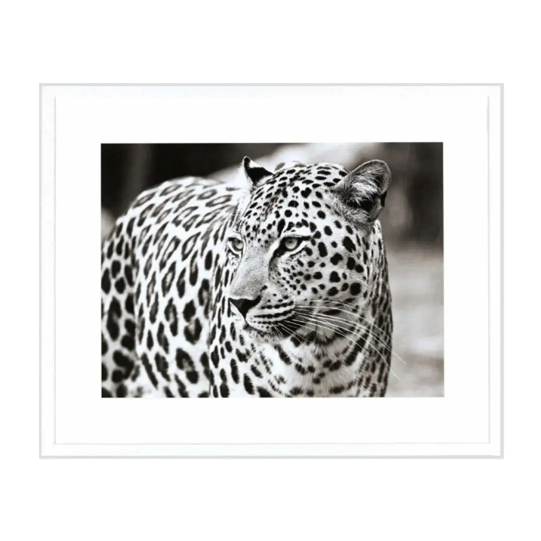 Black and white framed photo of a leopard