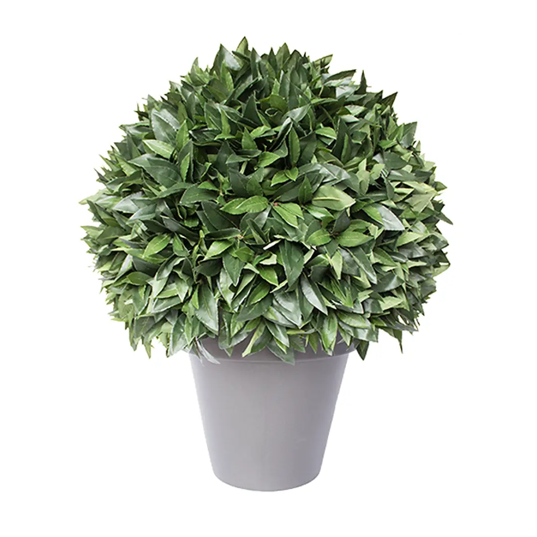 topiary-large Lush green potted shrub on white background