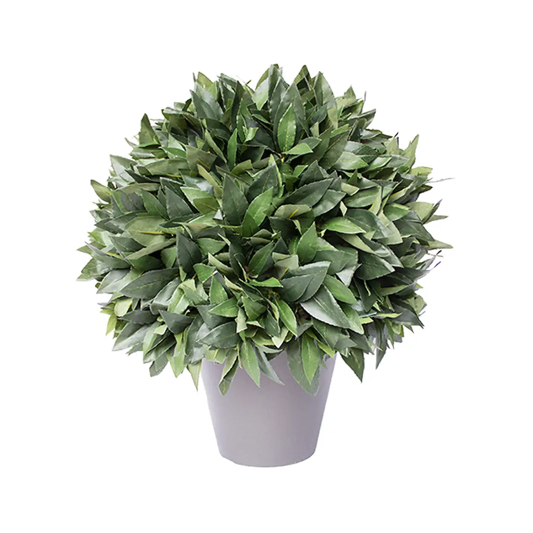 Lush green potted bay laurel plant