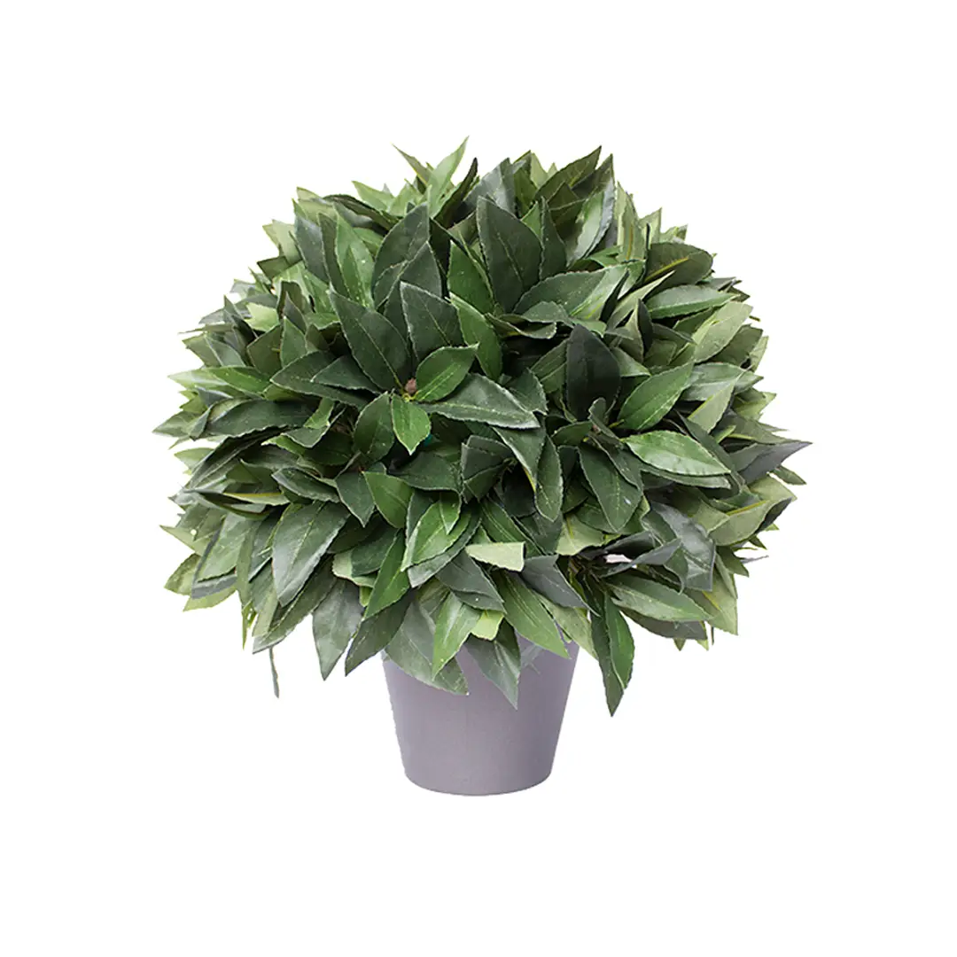 Dense green potted bay laurel plant