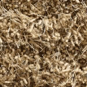 Aapa Rug