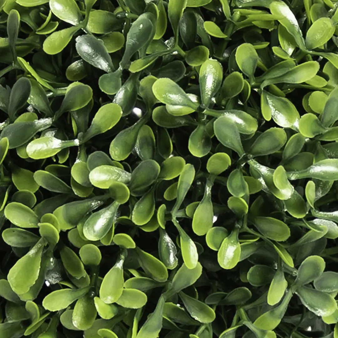 Dense, vibrant green sunflower microgreens closeup