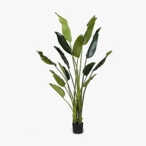TRAVELLER PALM - 180cm