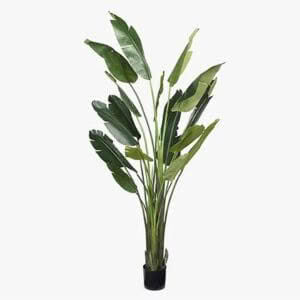 TRAVELLER PALM - 240cm