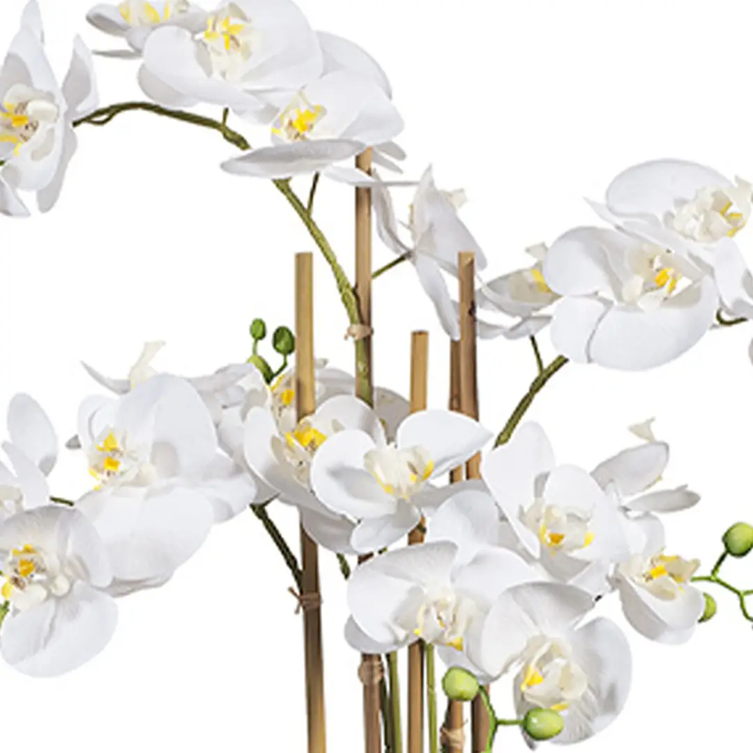 White orchids with bamboo supports
