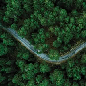 Aerial view of winding road through dense forest