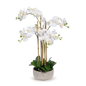 PHALAENOPSIS POTTED IN BOWL - WHITE 71cm H