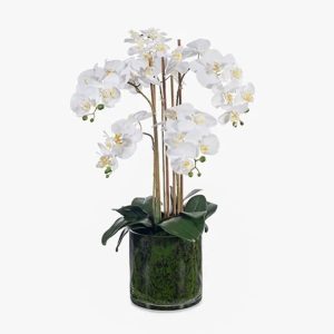 PHALAENOPSIS POTTED IN GLASS VASE - WHITE - 70cm H
