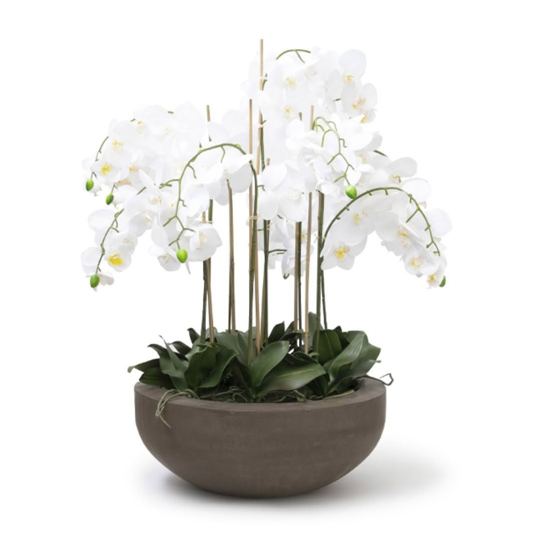 White orchids in grey bowl planter on white background