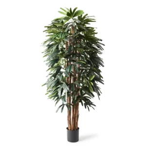 RHAPIS PALM - 180cm H