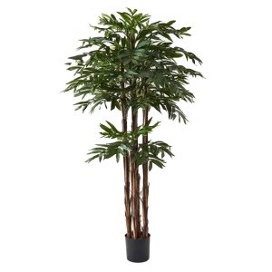 KENTIA PALM - 180cm H