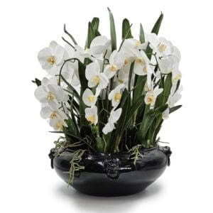 TZ - PROVENCE PHALAENOPSIS ORCHID - WHITE FLOWERS, BLACK POT