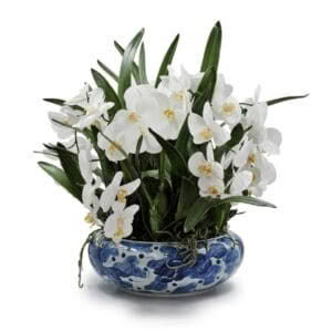 TZ - ST TROPEZ PHALAENOPSIS ORCHID - WHITE FLOWERS, BLUE/WHITE POT