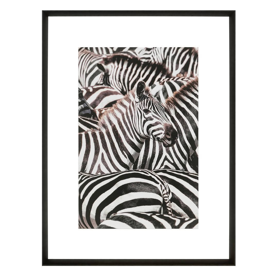 Close-up of zebras with striking black and white stripes