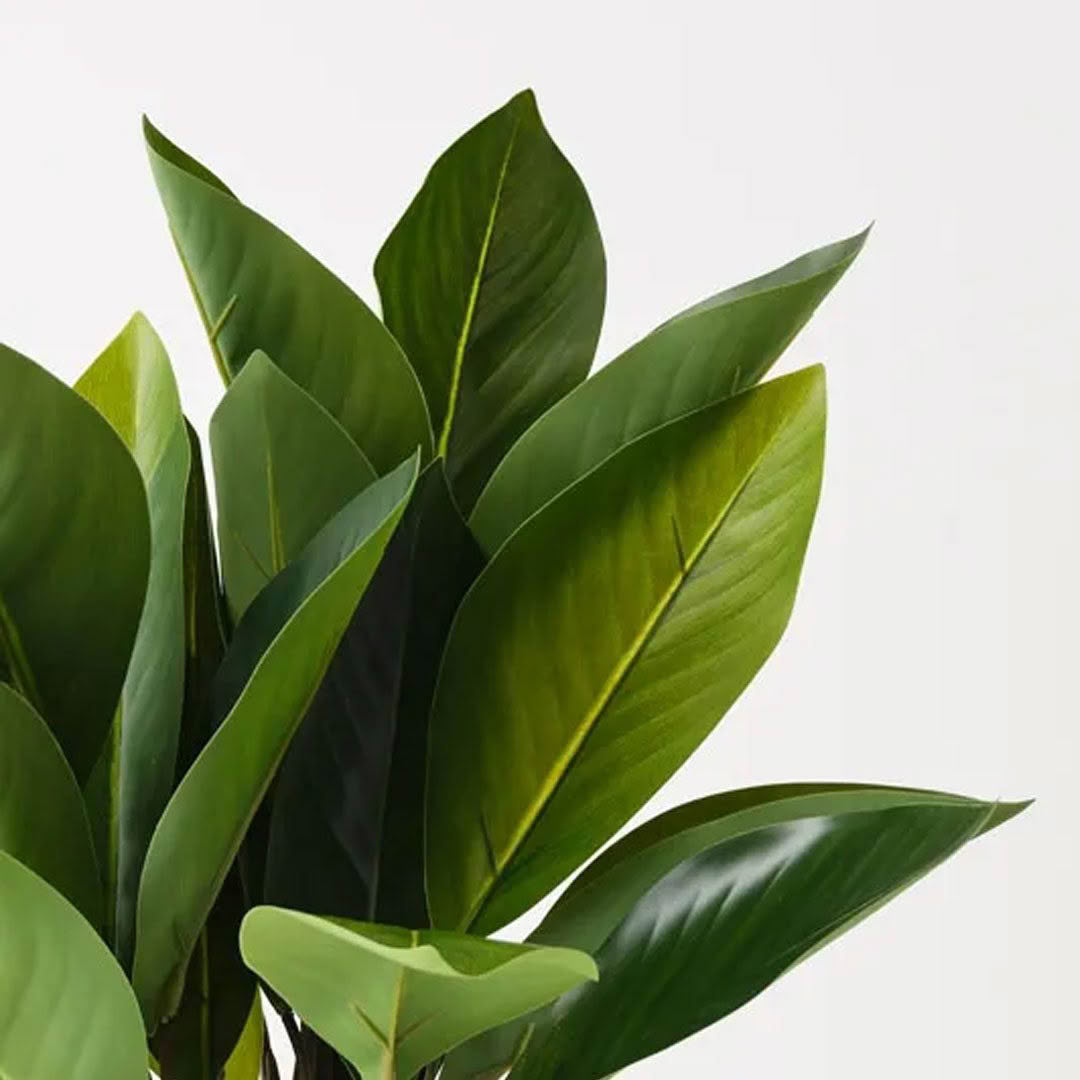 Lush green rubber plant leaves on light background