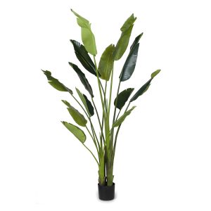 Tall lush green indoor plant in black pot