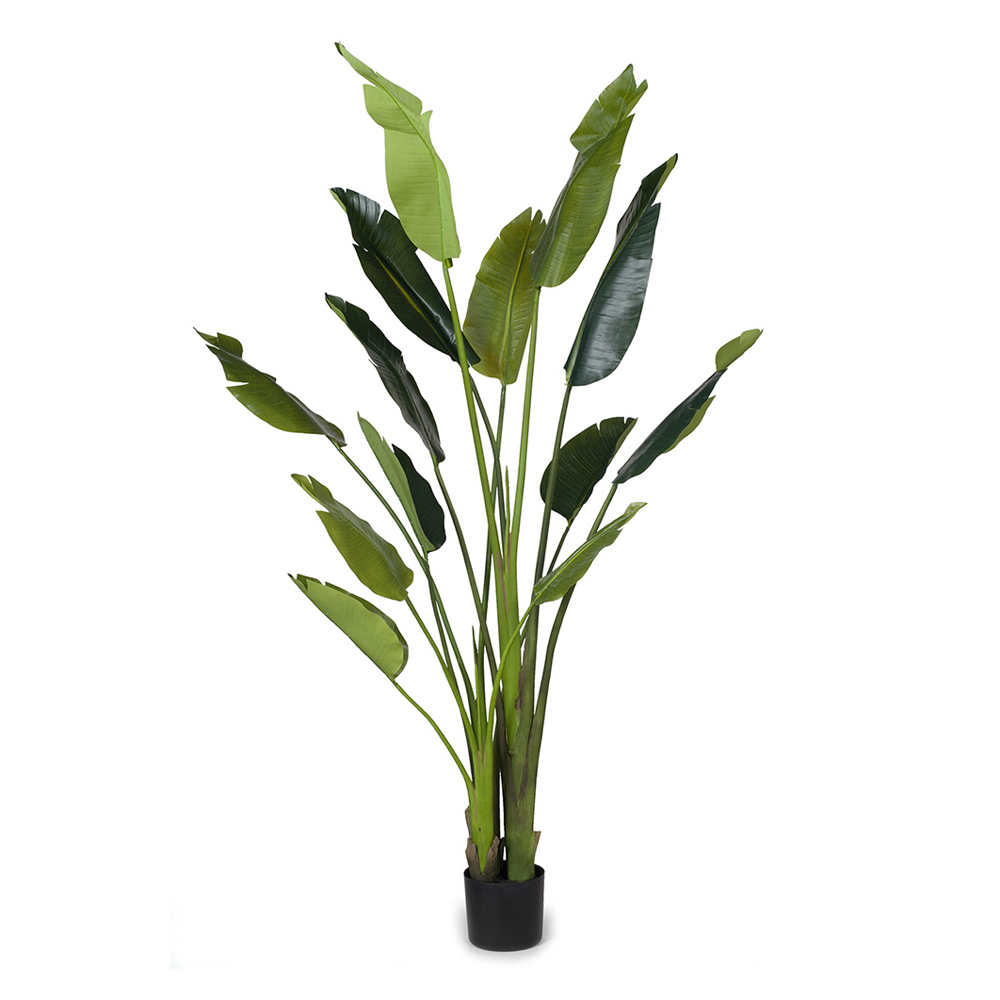Tall lush green indoor plant in black pot