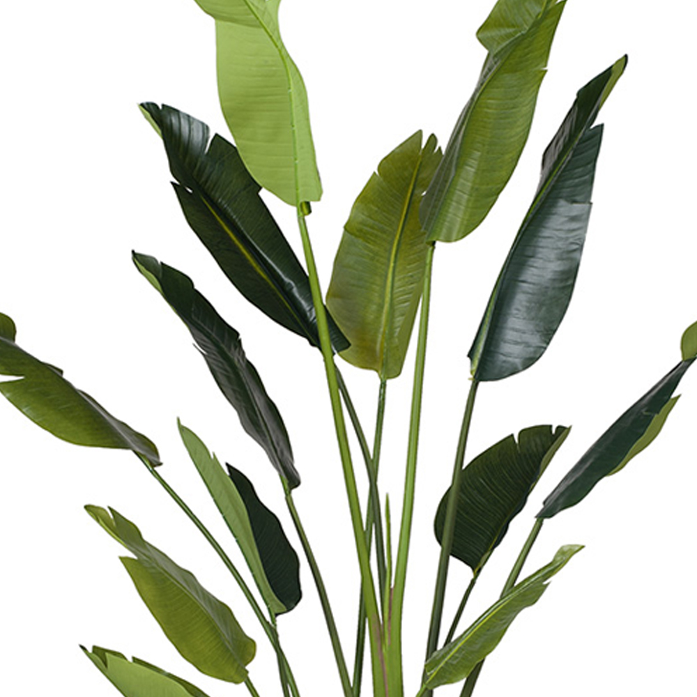 Tropical green and black bird of paradise plant leaves