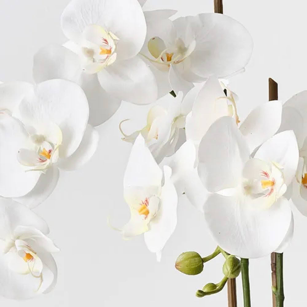 Close-up of vibrant white orchid flowers