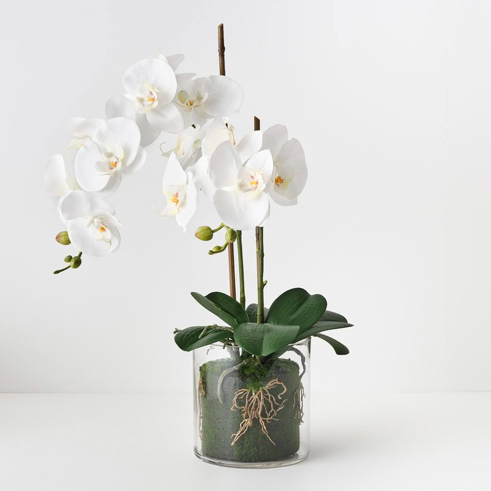 Elegant white orchid in transparent glass vase.
