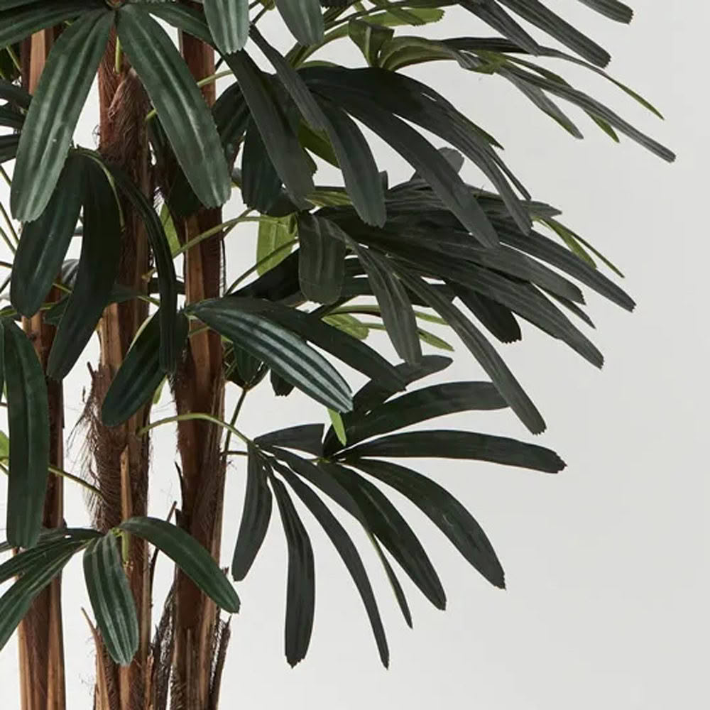 Lush green indoor palm plant with long leaves