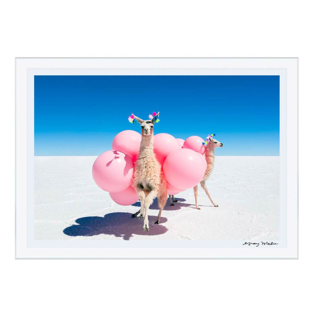 Llamas with pink balloons in salt flats