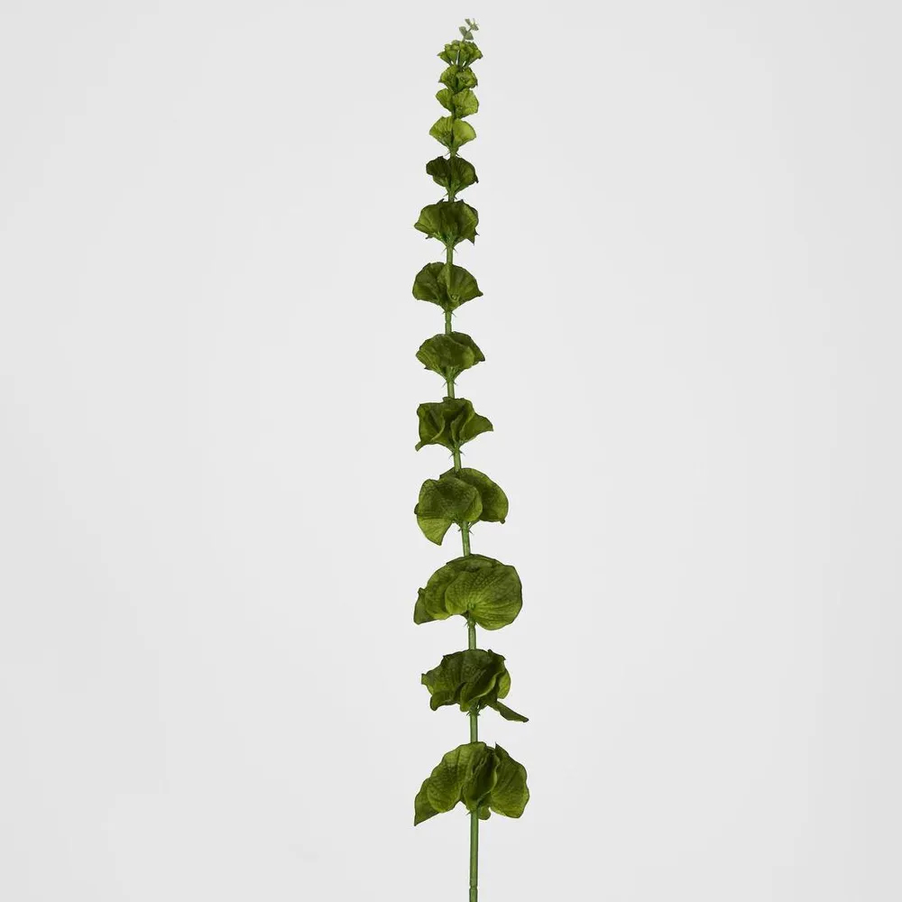 Vertical green ivy stem against white background