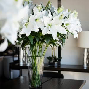 GIANT CASABLANCA LILY - WHITE