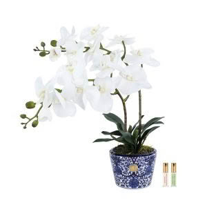 DOUBLE ORCHID - BLUE & WHITE POT - COTE NOIRE