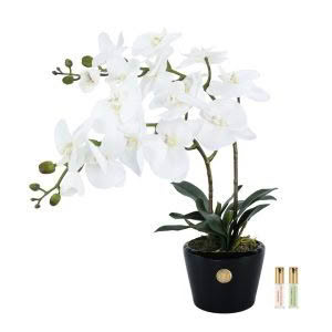 DOUBLE ORCHID - BLACK POT - COTE NOIRE